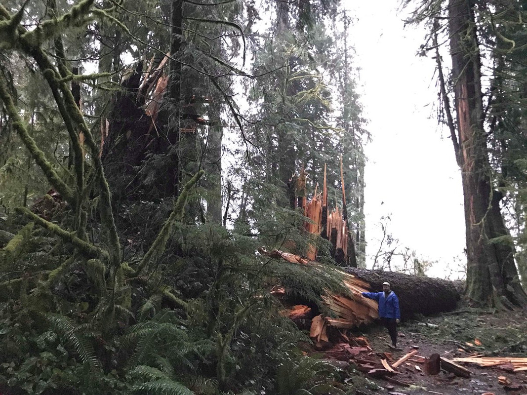 27 я. 2018 г. между 1-30 и 2-30 ч. НЕЧТО переломало более сотни д. у оз. Киналь Вашингтон..