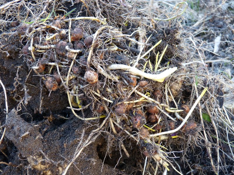 2014-03-09 Krokusse Wühlmaus1