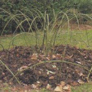 p_Pegged_Rose_Stems