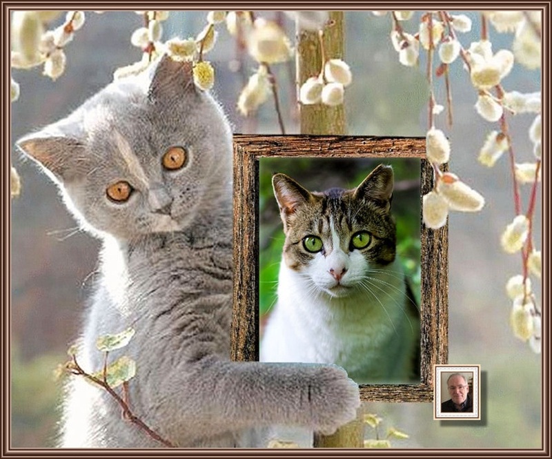 MOOIE-KATER-2