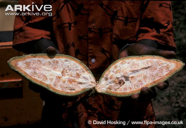 Baobab-fruit-cut-open-showing-seeds