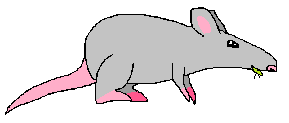 Насекомоядная мышь