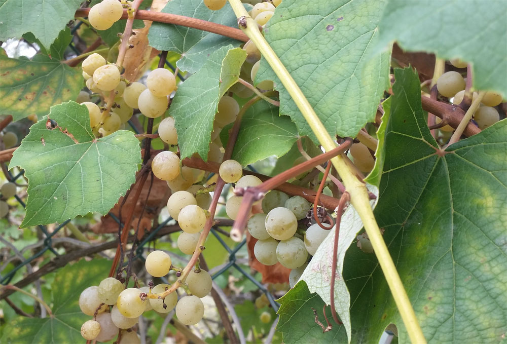 [Image: y20180924_134656.jpg]