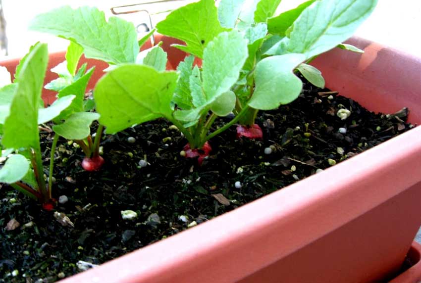 How to Grow Radishes in Pots