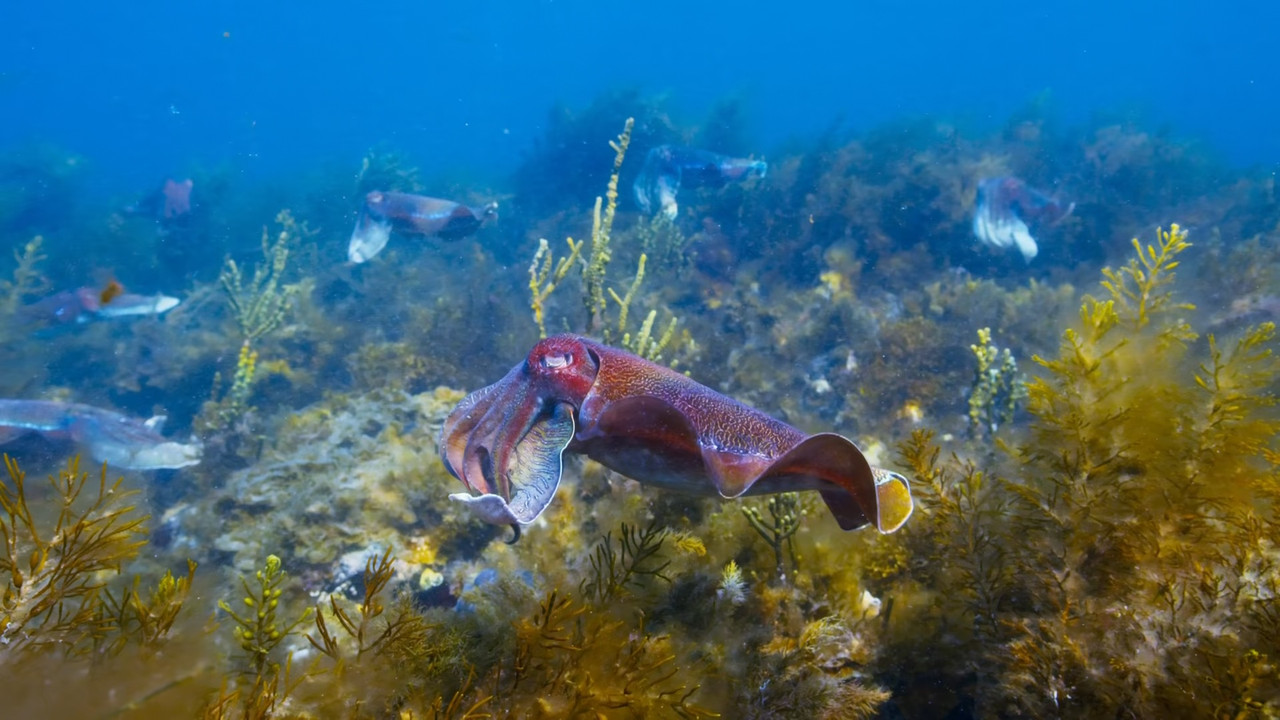 Blue Planet II S01E05 Green Seas (1080p x265 10bit Tigole).mkv_s