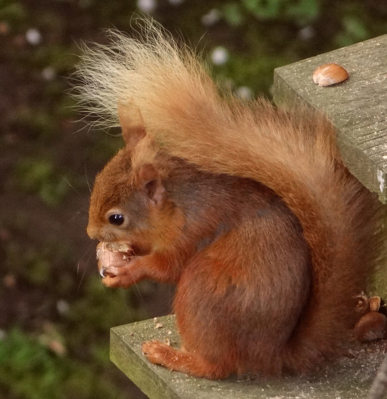 RED SQUIRREL 13 STAFFORD HOUSE 070524
