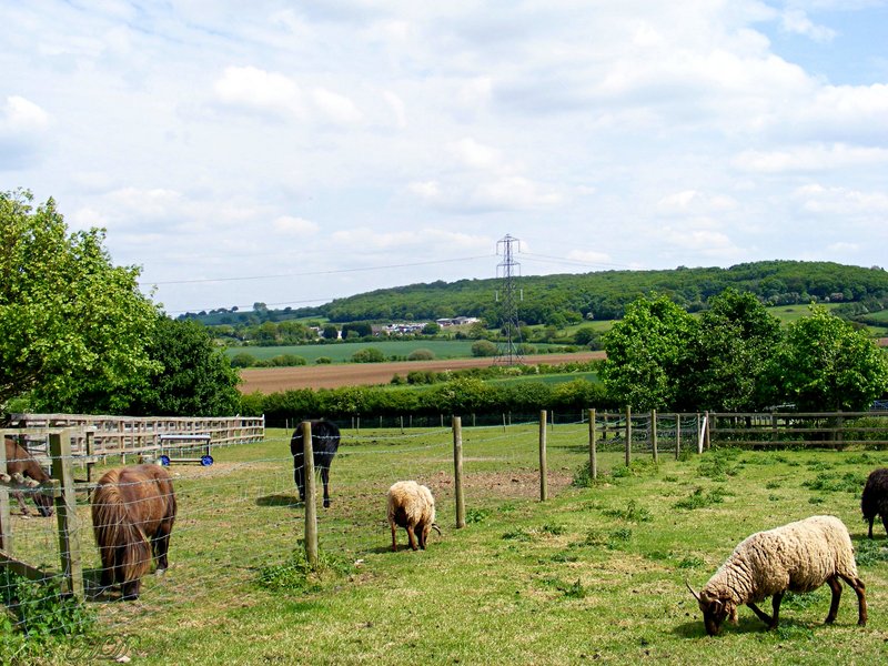 sheep-dane-farm-HD.jpg
