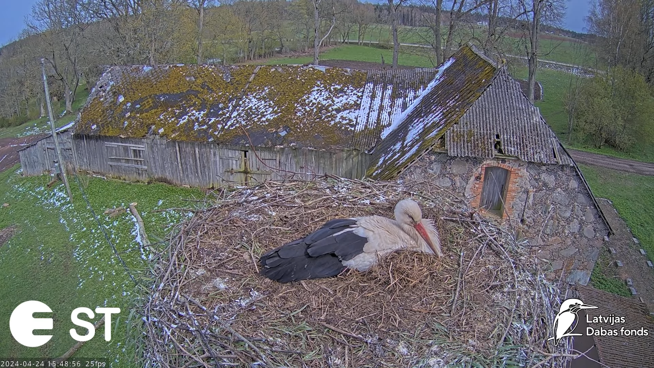 Baltie stārķi (Ciconia ciconia) Tukuma novadā - LDF tiešraide __ White storks in Tukums, Latvia 11-3