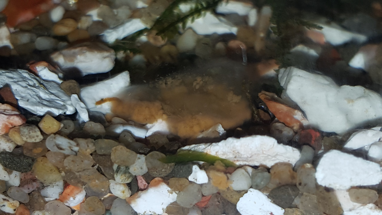 151192733803939515374