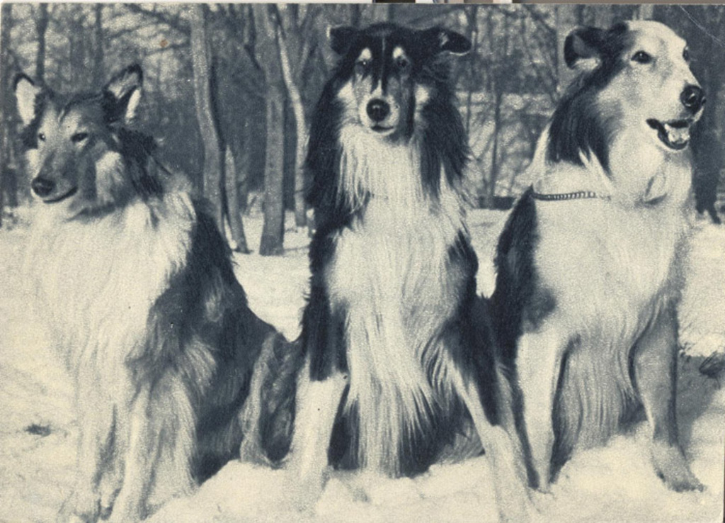 Шотландские колли 1969 Планета 29