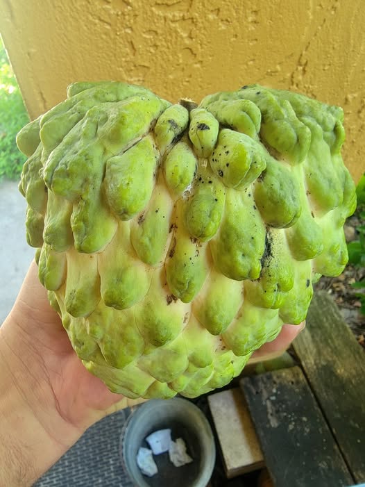 550111622 2059751751429921 1815888903775947474 n