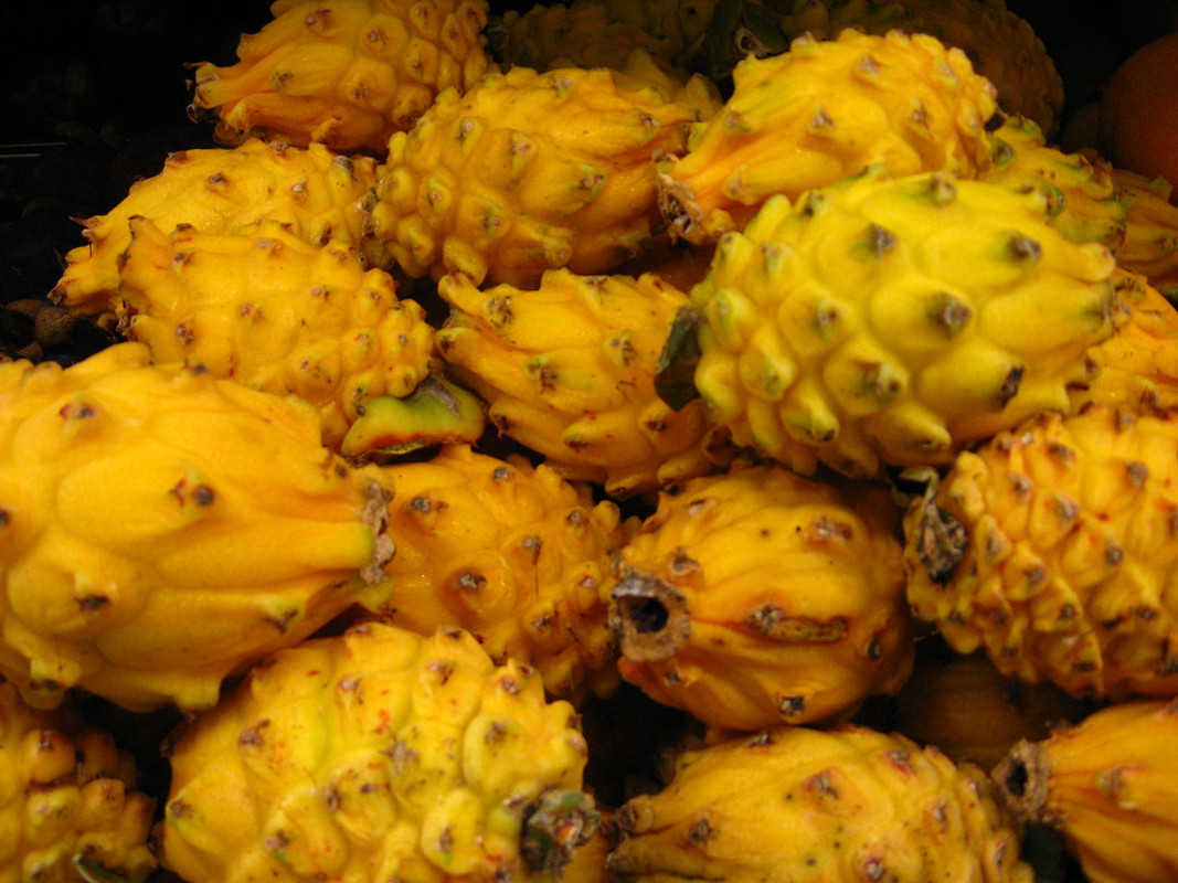 ecuador-palora-dragon-fruit.jpg