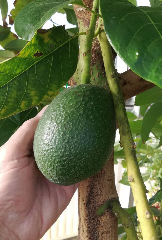 ArdithFruitFeb7