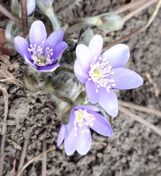 изображение viber 2026 03 06 14 42 53 192