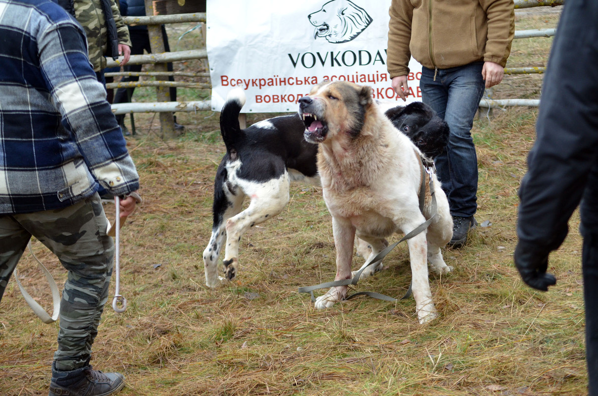 Халк - Сако 3 (1)