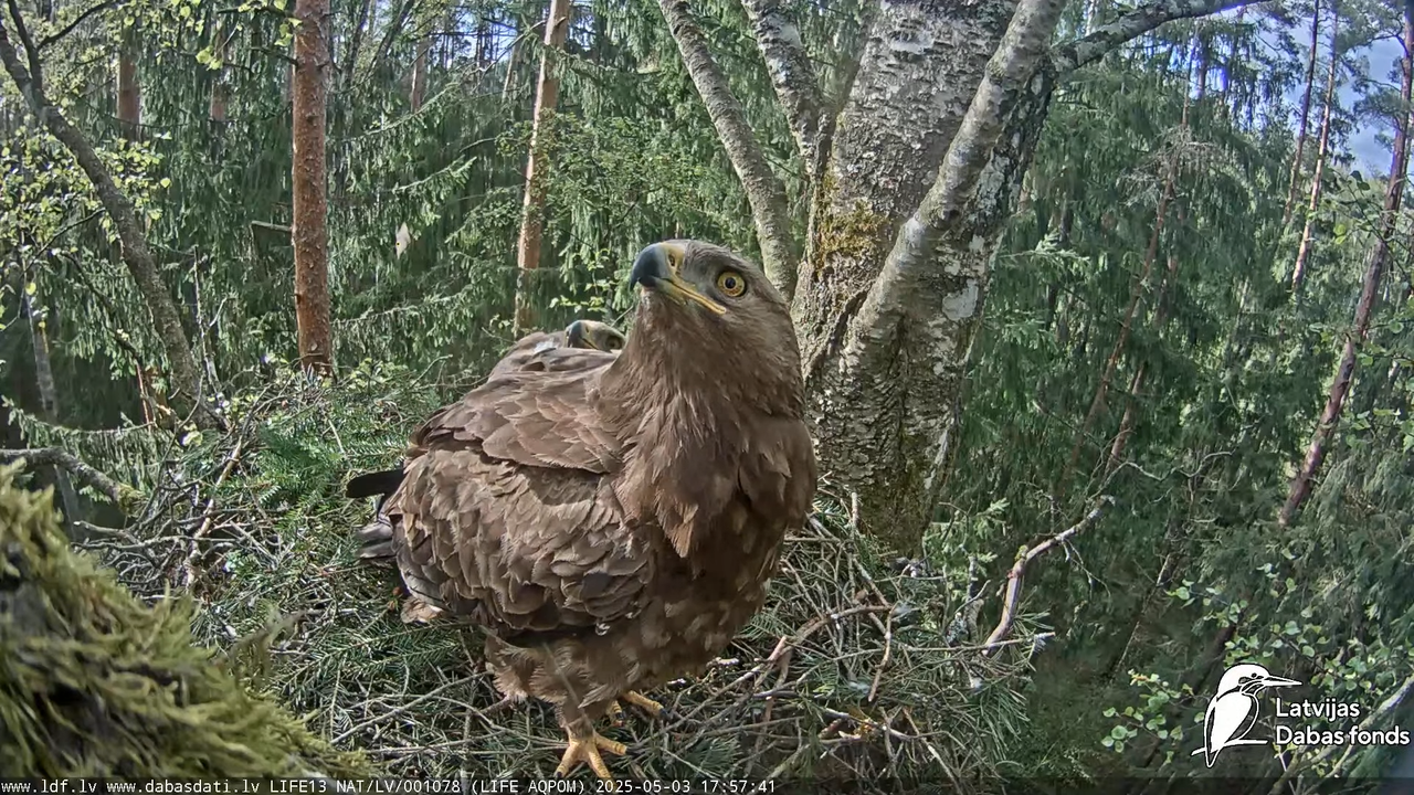 Mazais ērglis (Clanga pomarina), ligzda bērzā 13-28-32 screenshot