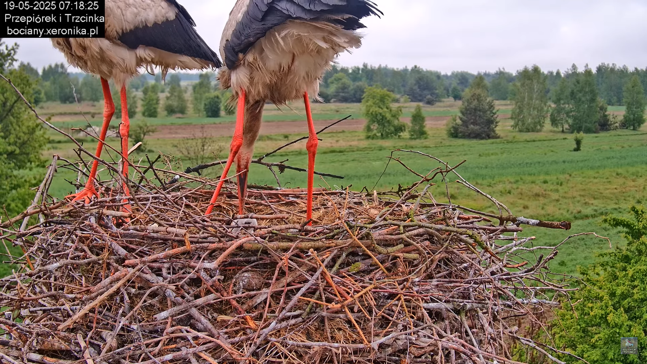 19052025bociany12