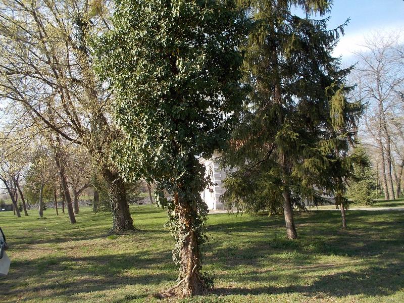 Slika