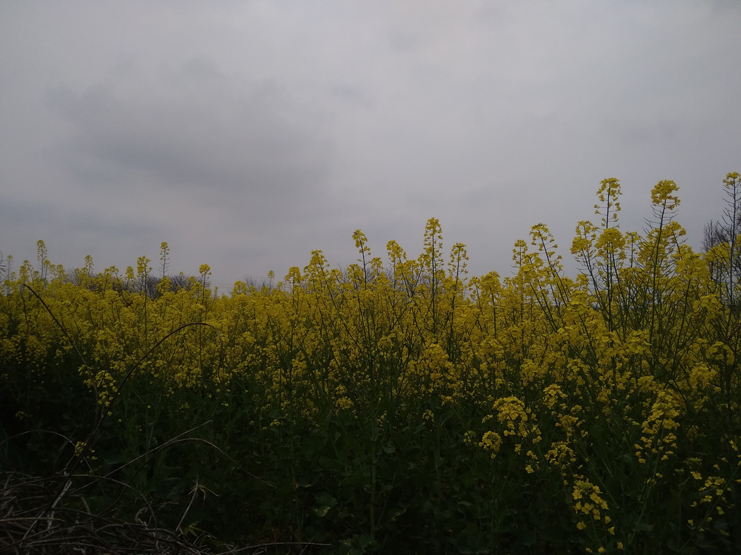 IMG_20190404_103334
