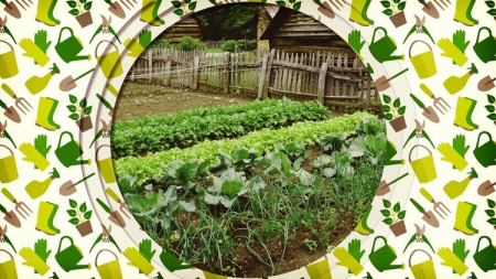 The Beginner's Guide to Vegetable Gardening