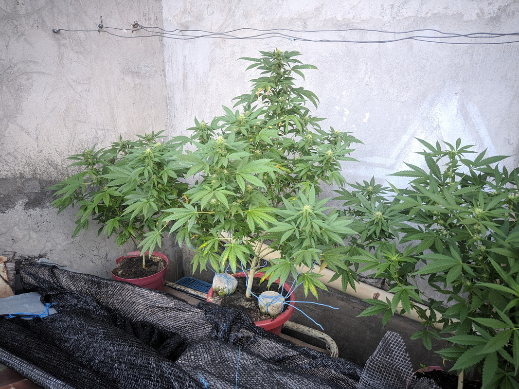 HC_20230201_063203_null