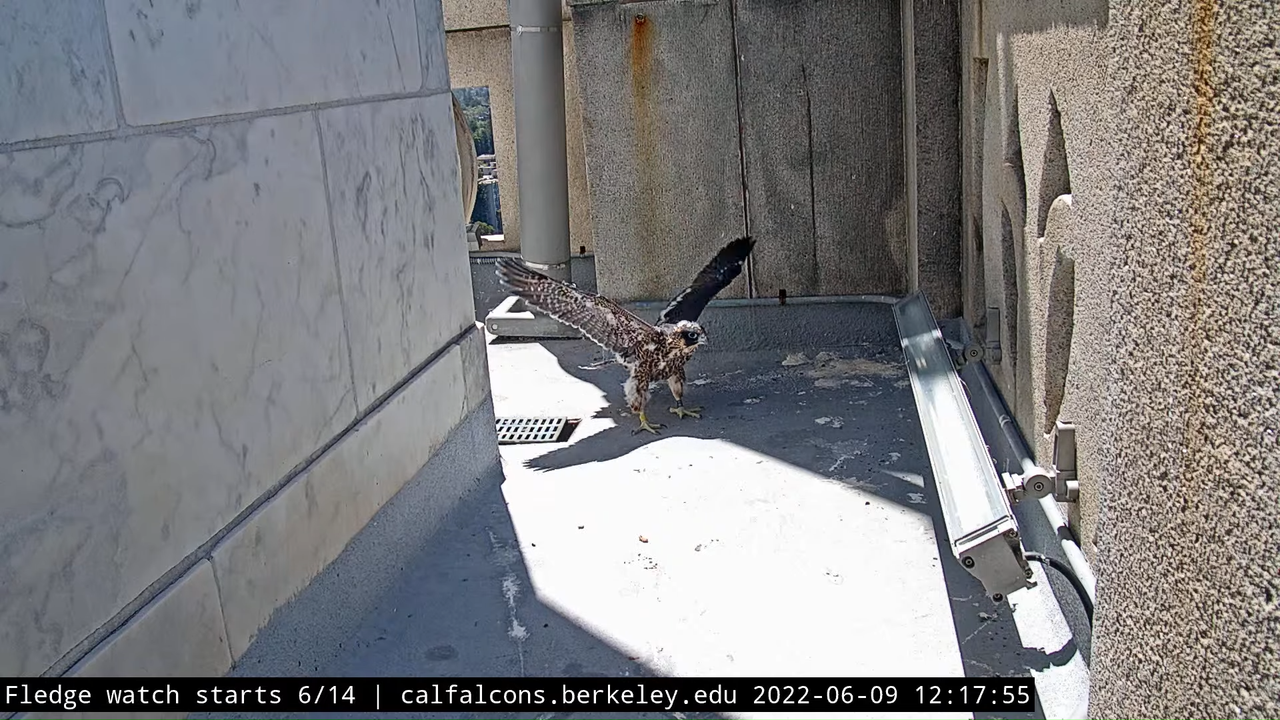 Cal Falcons Nest Cam, UC Berkeley 9-33-45 screenshot (1)