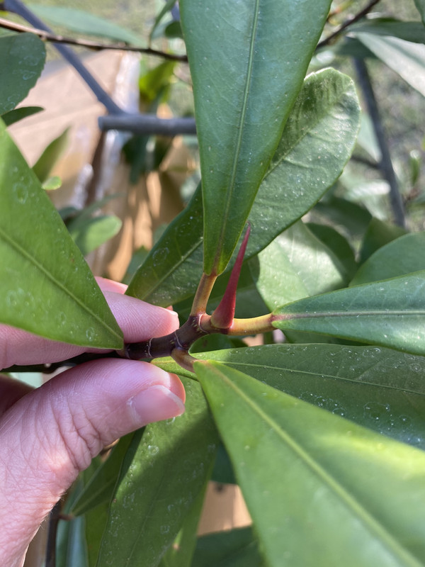 C27E4322-F19B-47D5-BFEA-A1A46DFE2EF2