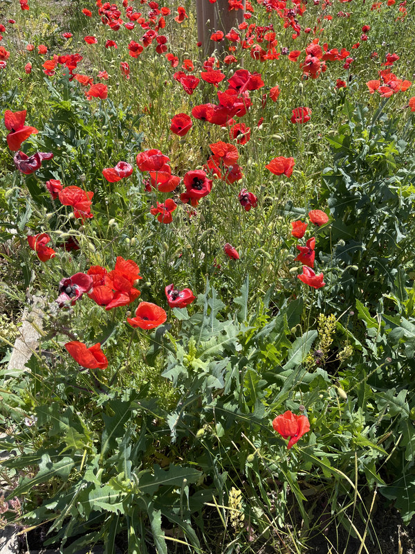 CDEDD961-1AF1-424F-8466-708AA697E928