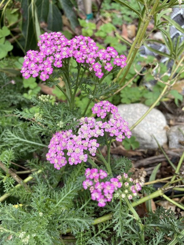 26704582-56D1-4668-9949-FC46D1CEB610_1_105_c