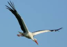 2021_09_02_20_30_13_lecący_bocian_rysunek_Szukaj_w_Google_Mozilla_Firefox