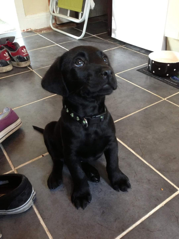 when-he-was-a-puppy-v0-8ln6sr6hwh9h1.jpg