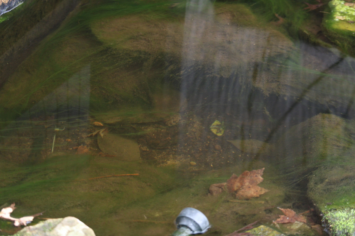 IMG-2452.jpg