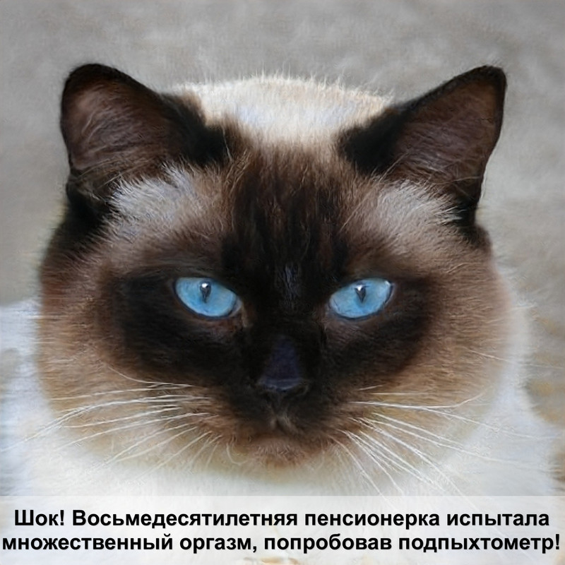 бурманская порода кошек окрасы