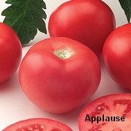 [Bild: Tomate-Applause2.jpg]