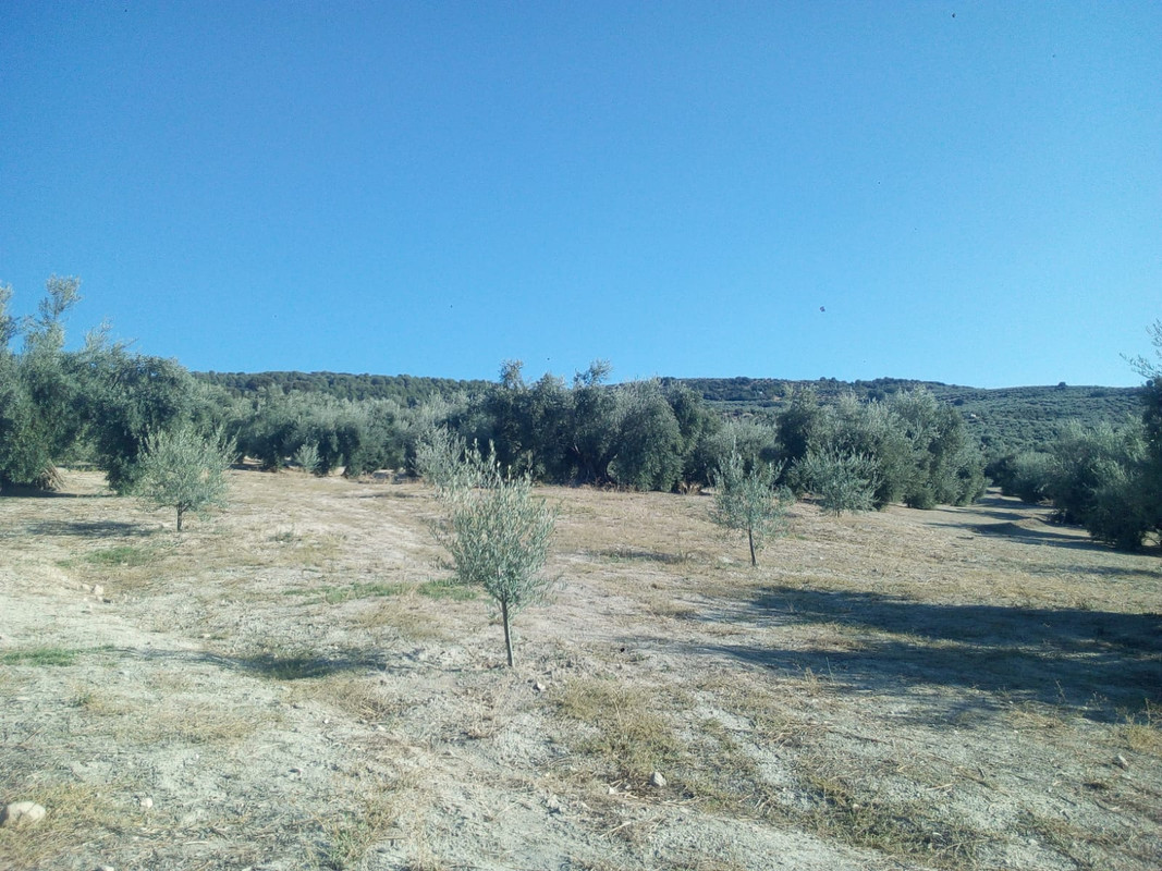 Rotura de raíz con aperos 32º