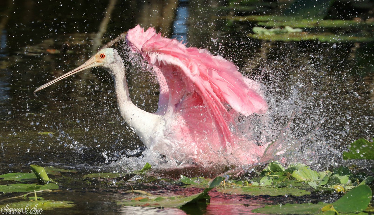 pink-spoonbill.jpg