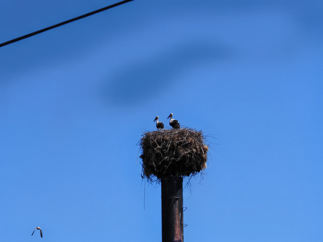 10 zoom