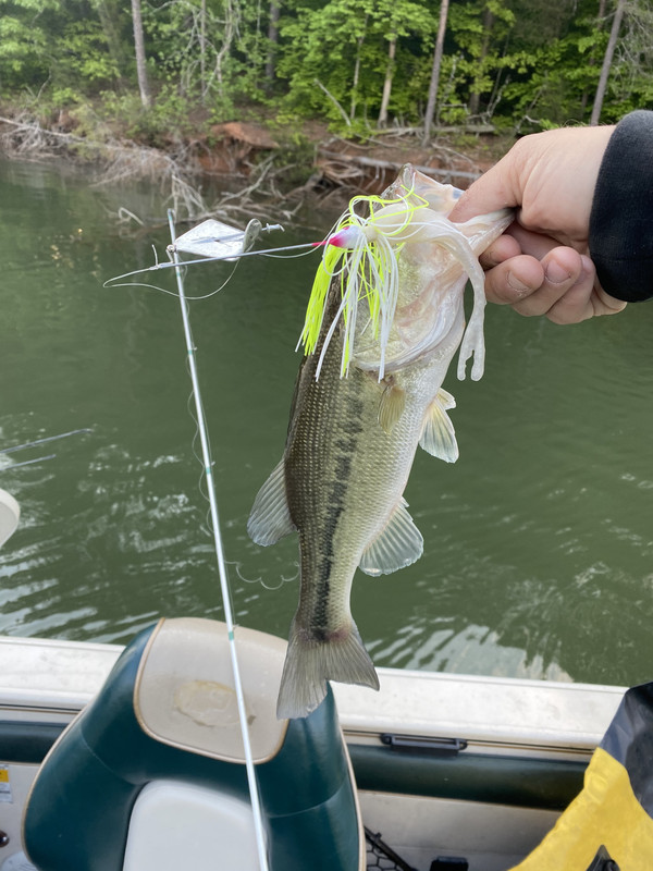 Latest Catch Pics Thread - Page 236 - Fishing Reports - Bass Fishing Forums