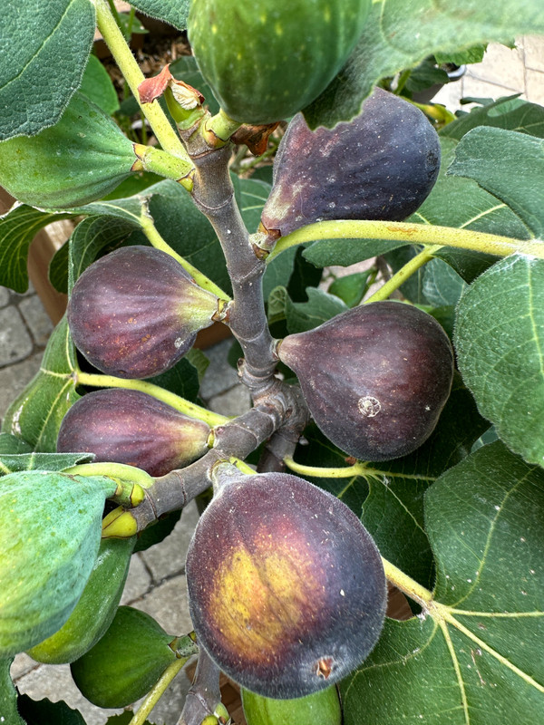figs-62.jpg