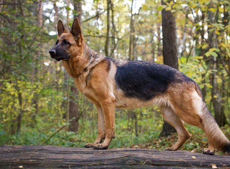 schaeferhund-hunderassen-760x560.webp