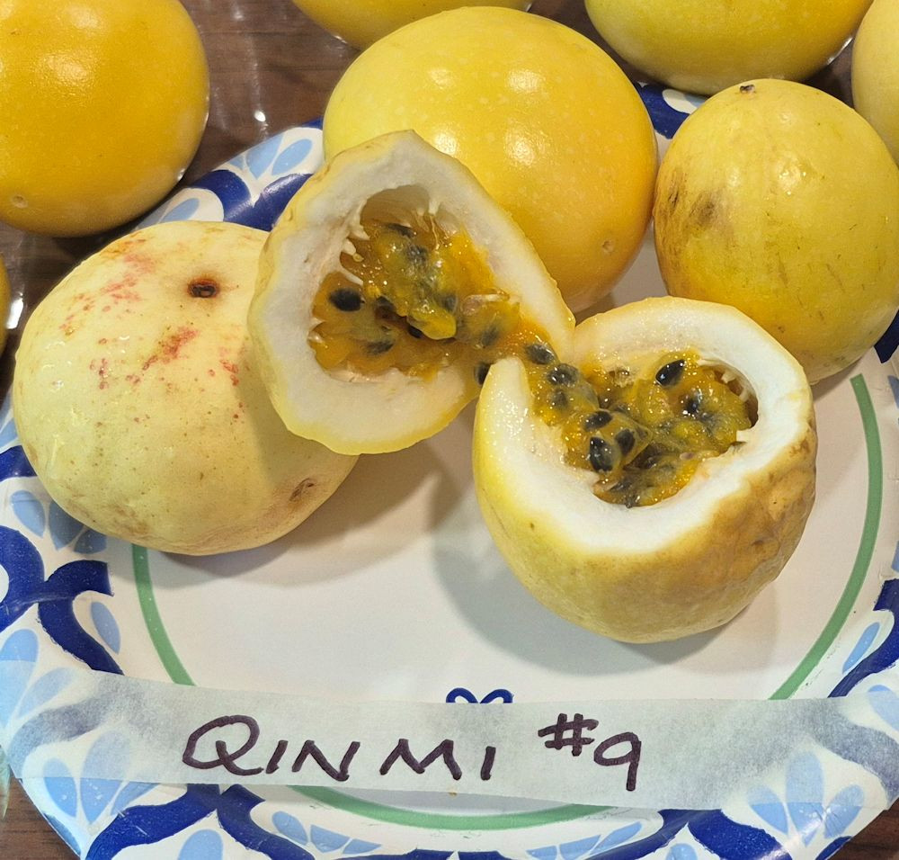 Qinmi 9 Brix pic100(9 18)