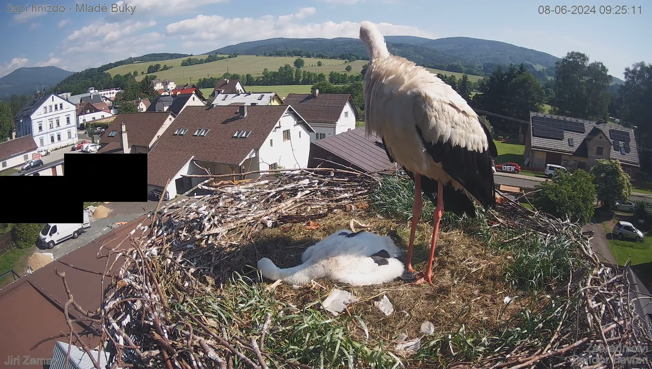Tiešraides kamera — Mladé Buky — stārķa ligzda 12-53-34 screenshot