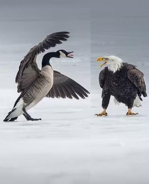 fight