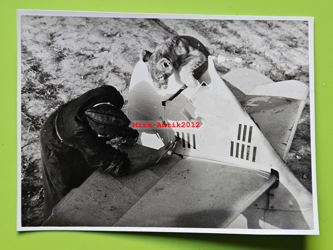Foto, Luftwaffe, II.-JG3 -Udet-, Löwe Simba, Me109 Berneuil Frankreich (N)50995