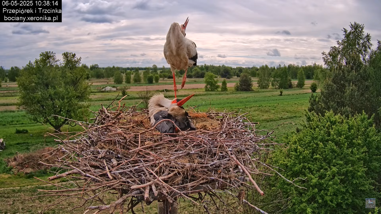 06052025bociany18