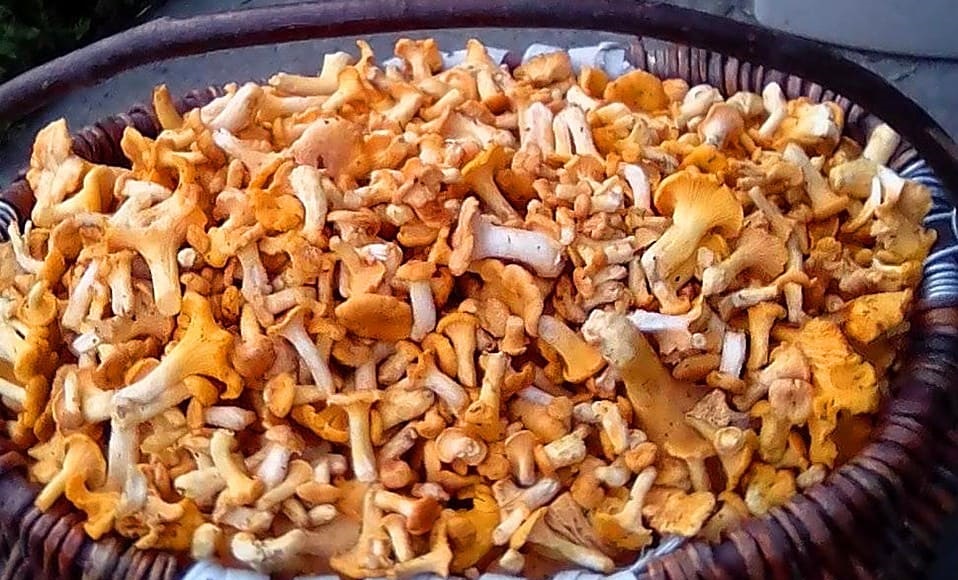 mushrooms-basket-009 4