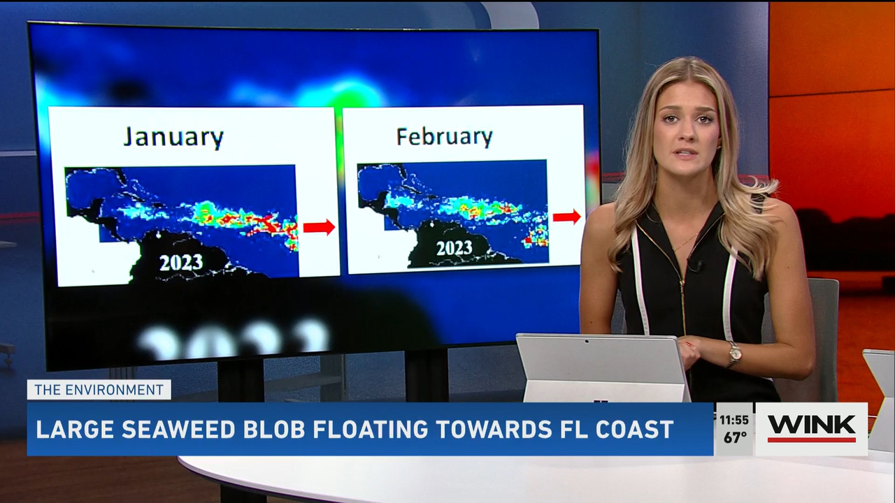 03.19 - 15.30.00 - WINK NEWS at 11 30am  ᴺᵉʷ. Midday news..ts_snapshot_31.18.569