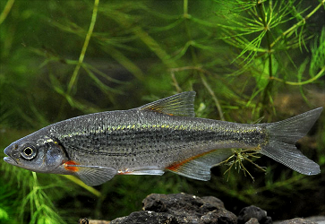 Alburnoides-bipunctatus.png