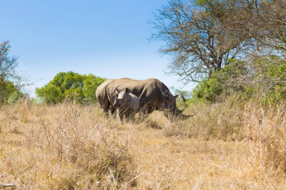 luxury-African-safari-10.jpg