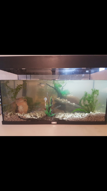 Screenshot_20220628-071321_Gallery